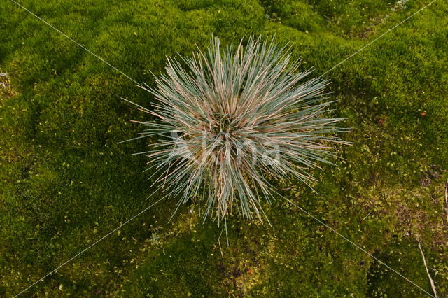 Grey Hair-grass (Corynephorus canescens)