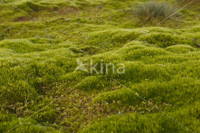 Heath Star Moss (Campylopus introflexus)