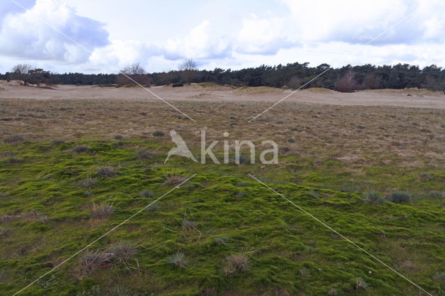 Heath Star Moss (Campylopus introflexus)