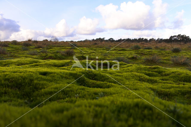 Heath Star Moss (Campylopus introflexus)