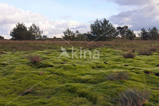 Heath Star Moss (Campylopus introflexus)