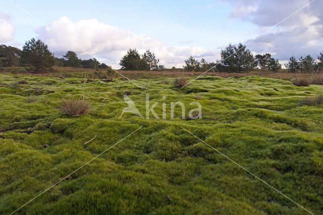 Heath Star Moss (Campylopus introflexus)