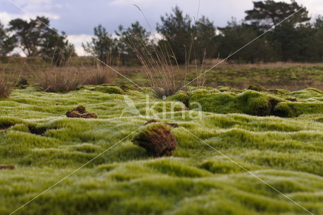 Heath Star Moss (Campylopus introflexus)