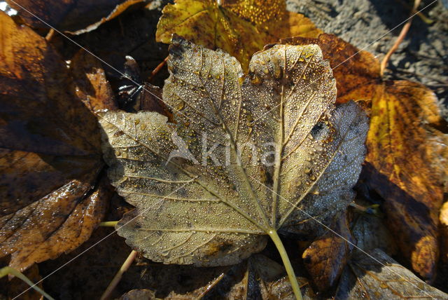 maple (Acer spec.)