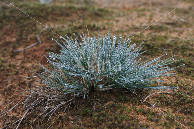 Grey Hair-grass (Corynephorus canescens)