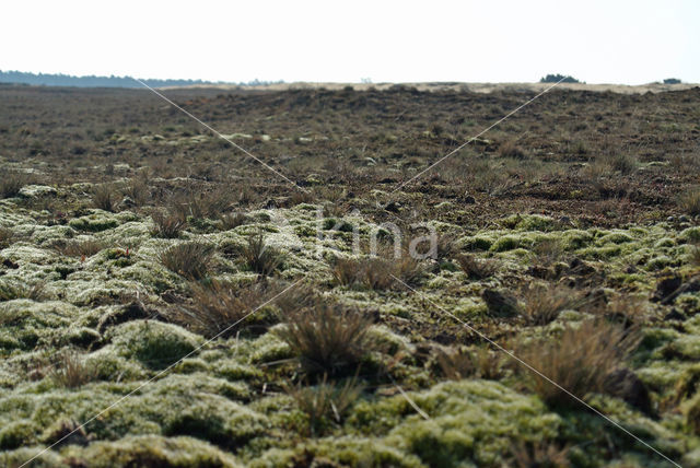 Heath Star Moss (Campylopus introflexus)