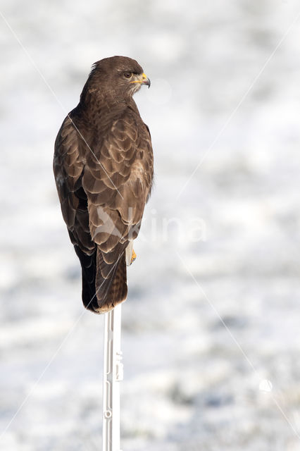 Common Buzzard (Buteo buteo)