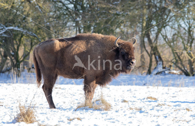 Wisent (Bison bonasus)