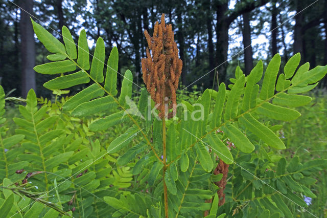 Koningsvaren (Osmunda regalis)