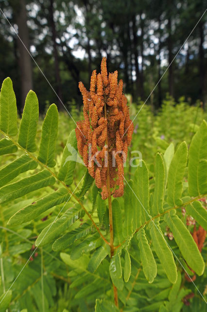 Koningsvaren (Osmunda regalis)