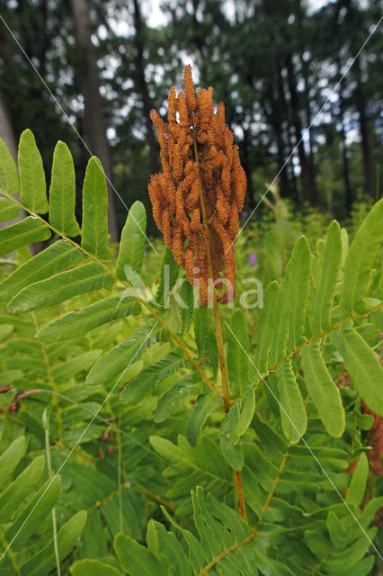 Koningsvaren (Osmunda regalis)