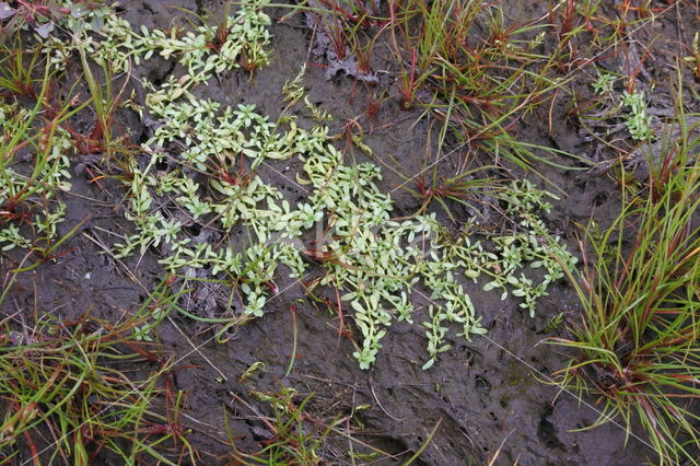 Knolrus (Juncus bulbosus)