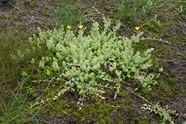 Marsh St John's wort (Hypericum elodes)