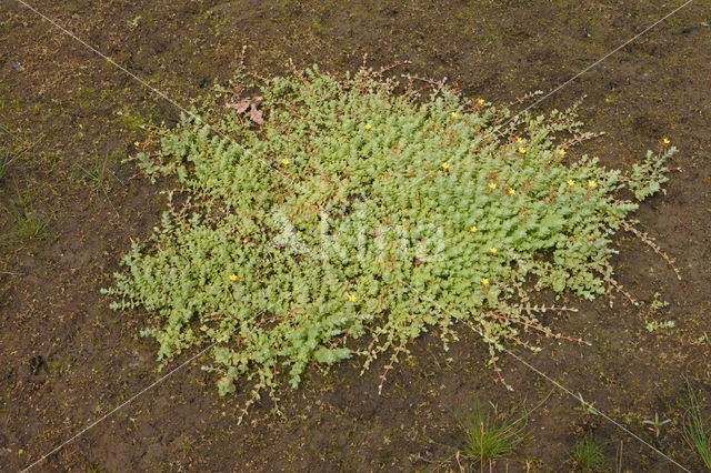 Moerashertshooi (Hypericum elodes)