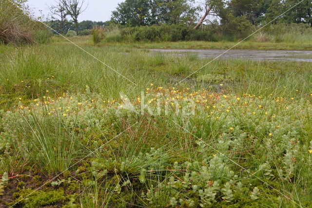 Moerashertshooi (Hypericum elodes)