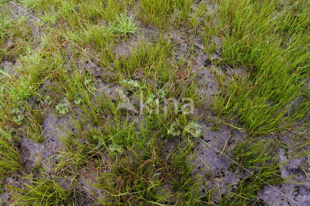 Pillwort (Pilularia globulifera)