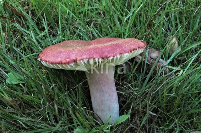 Bloedrode russula (Russula sanguinaria)