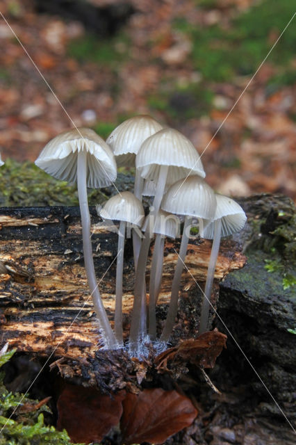 Angel's bonnet (Mycena arcangeliana)