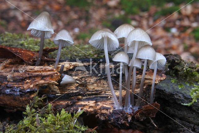 Angel's bonnet (Mycena arcangeliana)