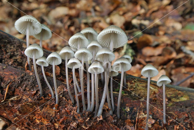 Bundelmycena (Mycena arcangeliana)