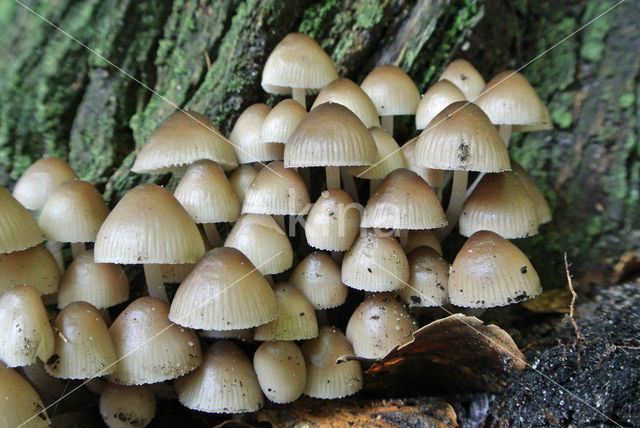 Angel's bonnet (Mycena arcangeliana)