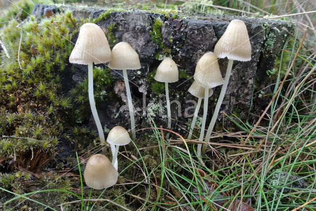 Dennenkleefsteelmycena (Mycena epipterygioides)