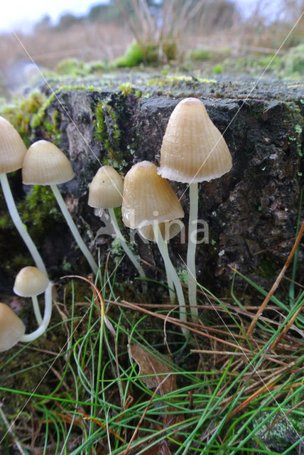 Mycena epipterygioides