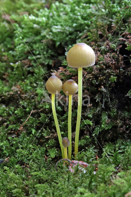 Dennenkleefsteelmycena (Mycena epipterygioides)