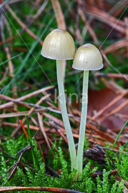 Dennenkleefsteelmycena (Mycena epipterygioides)