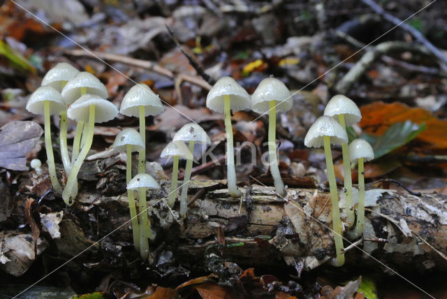 Mycena epipterygioides