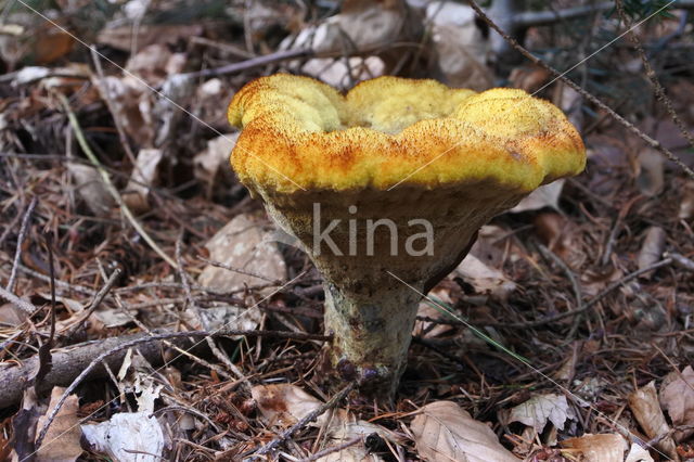 Dyer's mazegill (Phaeolus schweinitzii)