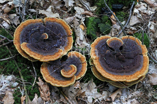 Dennenvoetzwam (Phaeolus schweinitzii)