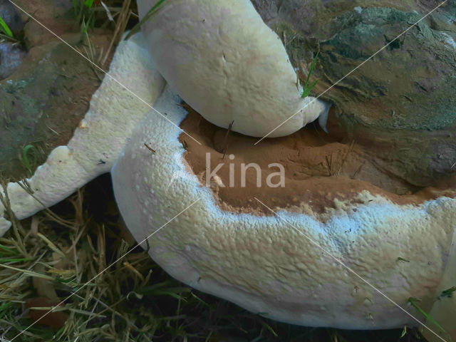 Dikrandtonderzwam (Ganoderma australe)