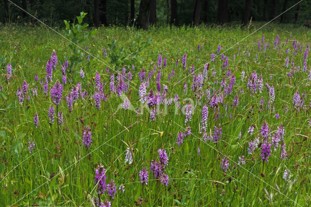 Gevlekte orchis (Dactylorhiza maculata)