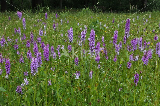 Spotted orchid (Dactylorhiza maculata)