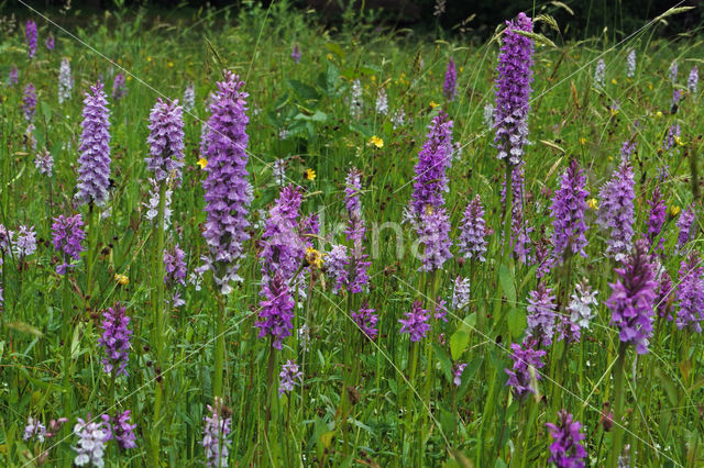 Gevlekte orchis (Dactylorhiza maculata)