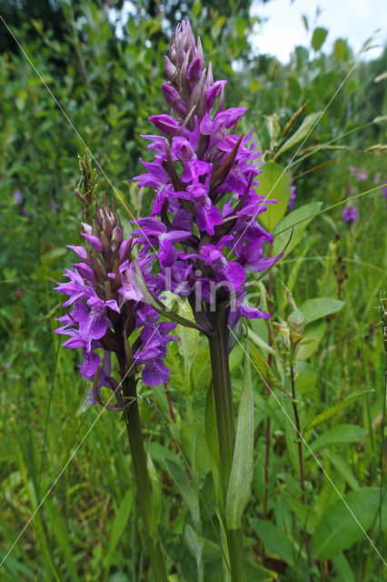 Southern Marsh-orchid (Dactylorhiza praetermissa)