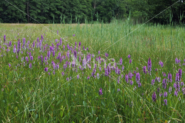 Gevlekte orchis (Dactylorhiza maculata)