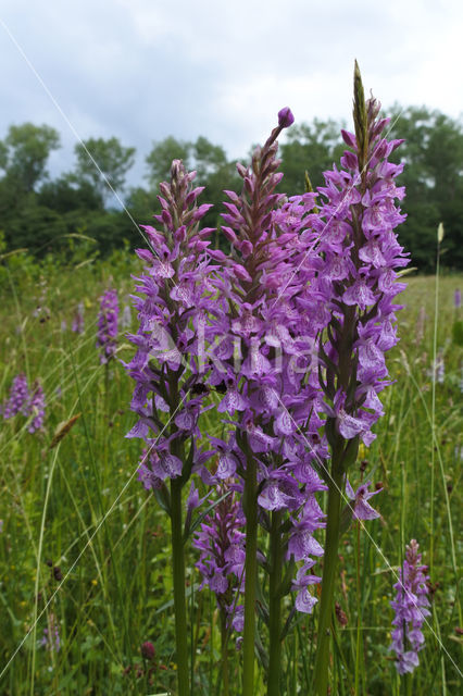 Gevlekte orchis (Dactylorhiza maculata)