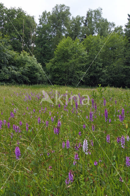 Spotted orchid (Dactylorhiza maculata)