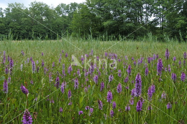 Gevlekte orchis (Dactylorhiza maculata)