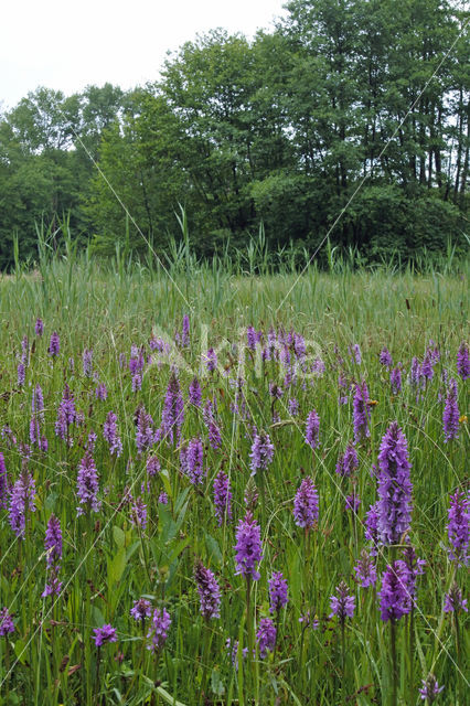 Gevlekte orchis (Dactylorhiza maculata)