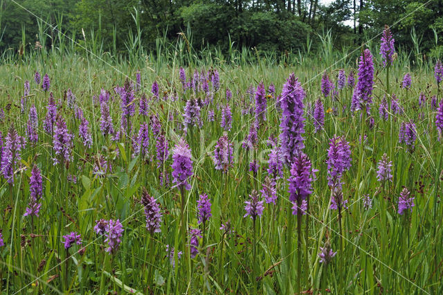 Spotted orchid (Dactylorhiza maculata)