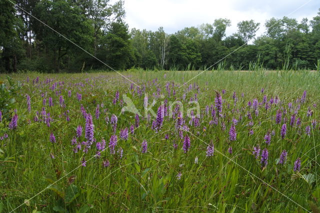 Gevlekte orchis (Dactylorhiza maculata)