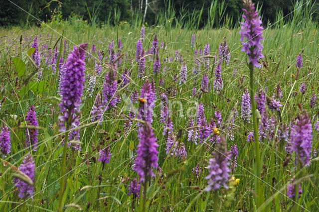 Spotted orchid (Dactylorhiza maculata)