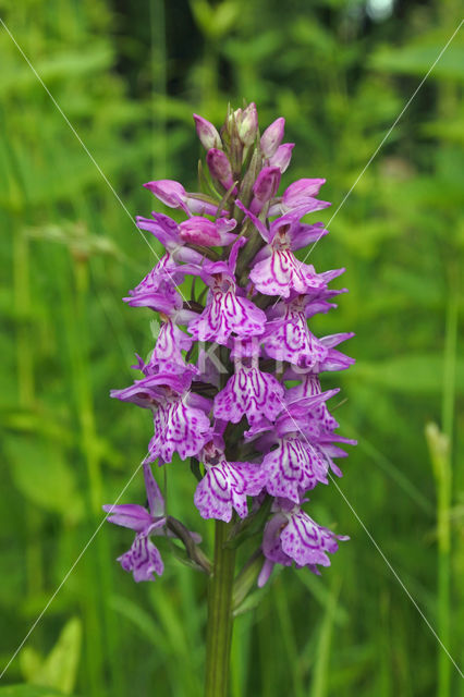 Gevlekte orchis (Dactylorhiza maculata)