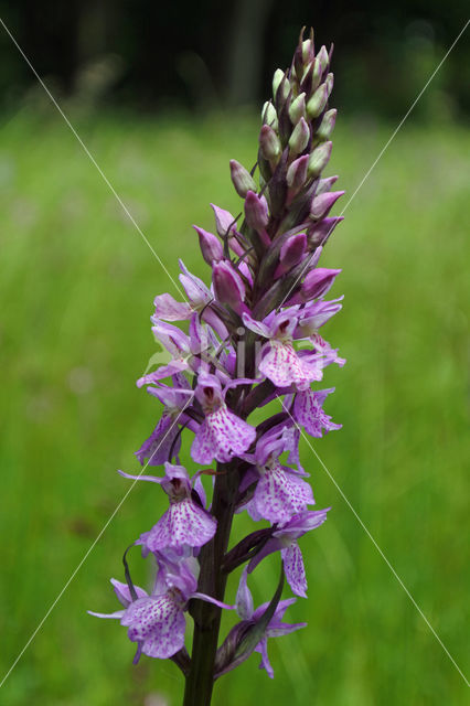 Gevlekte orchis (Dactylorhiza maculata)