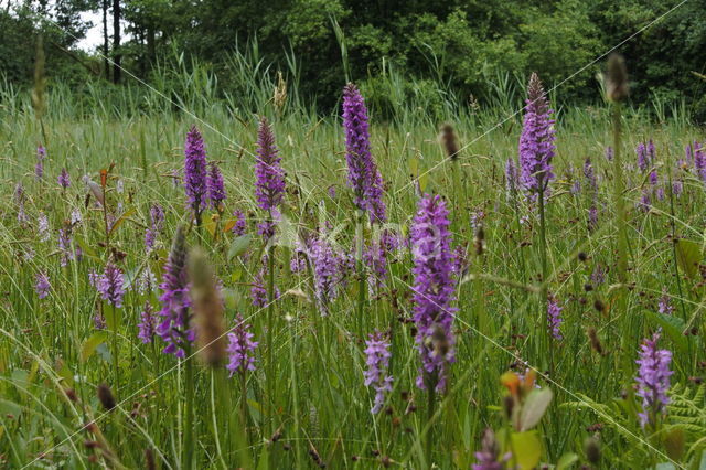 Spotted orchid (Dactylorhiza maculata)