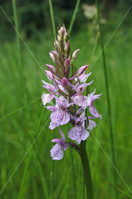 Spotted orchid (Dactylorhiza maculata)