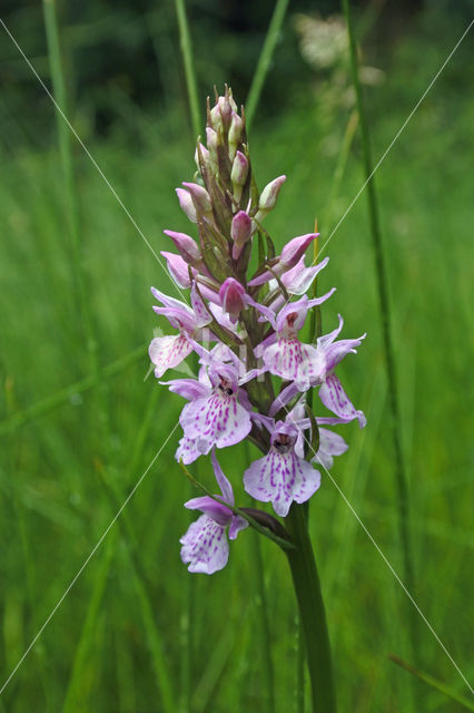 Gevlekte orchis (Dactylorhiza maculata)